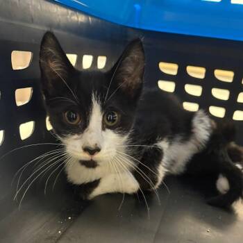 Gameboy -  Domestic Short Hair Cat for Adoption in Oak Park, Illinois - Gameboy | PetCurious