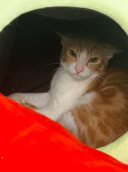 Oscar -  Domestic Short Hair Cat for Adoption in Youngtown, Arizona - Oscar | PetCurious
