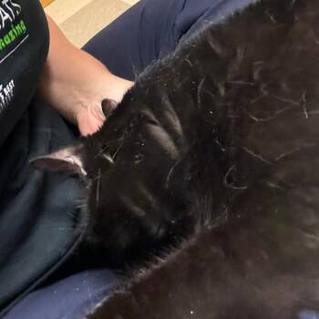 Nebula -  Domestic Long Hair Cat Available for Adoption in Fairport, New York - Nebula | PetCurious