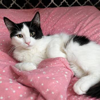 Tommy Pickles -  Domestic Medium Hair Cat for Adoption in Antioch, California - Tommy Pickles | PetCurious