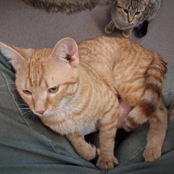 Ox -  Domestic Short Hair Cat Available for Adoption in Middlebury, Vermont - Ox | PetCurious