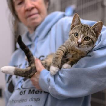 PISTACHIO -  Domestic Short Hair Cat for Adoption in Hamilton Township, New Jersey - PISTACHIO | PetCurious