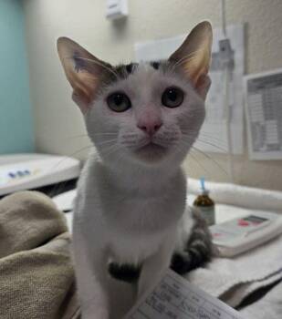 Spicy Mayo -  Domestic Short Hair Cat for Adoption in Sherwood, Oregon - Spicy Mayo | PetCurious