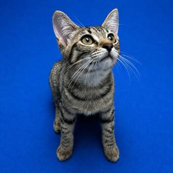 Margo -  Domestic Short Hair Cat Available for Adoption in Riverside, California - Margo | PetCurious