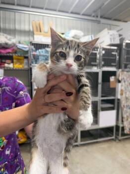 Cake -  Domestic Short Hair Cat for Adoption in Greensburg, Indiana - Cake | PetCurious