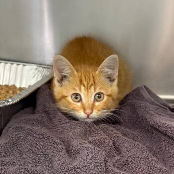 Bobby -  Domestic Short Hair Cat for Adoption in Mentor, Ohio - Bobby | PetCurious