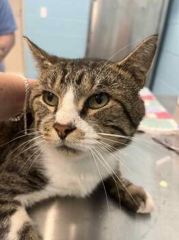 Rescue Domestic Short Hair Cats for Adoption in Frankfort, Kentucky - Grim (FIV+) | PetCurious