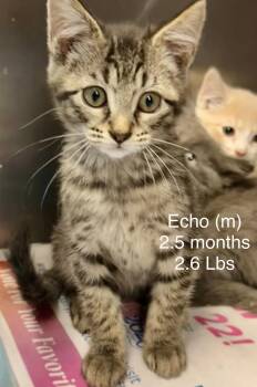 Echo - Sweet and affectionate -  Domestic Short Hair Cat for Adoption in Muskego, Wisconsin - Echo - Sweet And Affectionate | PetCurious