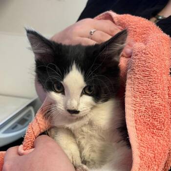 Shallot (26-2I-2) -  Domestic Medium Hair Cat Available for Adoption in Rifle, Colorado - Shallot (26-2I-2) | PetCurious