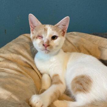 Clementine JAA -  Domestic Short Hair Cat for Adoption in Tallahassee, Florida - Clementine JAA | PetCurious
