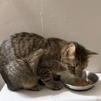 Maize C007091 now Maddie -  Domestic Short Hair Cat for Adoption in Prosper, Texas - Maize C007091 Now Maddie | PetCurious