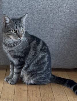 Pumpkin Pie -  Domestic Short Hair Cat for Adoption - Pumpkin Pie | PetCurious