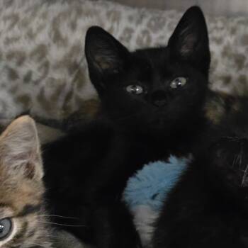 Rescue Domestic Short Hair Cats for Adoption in Denver, Colorado - Isabela | PetCurious