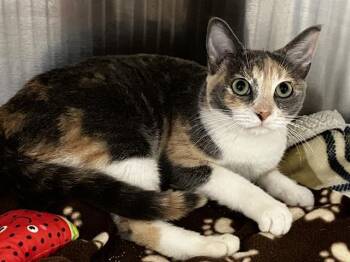 Domestic Short Hair Cats Available for Adoption - ADRIE | PetCurious