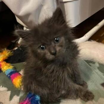 Agate -  Domestic Short Hair Cat for Adoption in Janesville, Wisconsin - Agate | PetCurious
