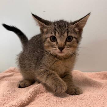 Go fish -  Domestic Short Hair Cat for Adoption in Clavet, Saskatchewan - Go Fish | PetCurious