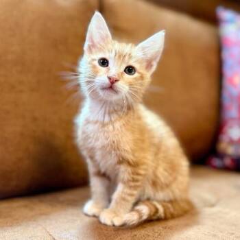 Apollo Rocket Orange -  Tabby and Domestic Short Hair Cat for Adoption in Friendswood, Texas - Apollo Rocket Orange | PetCurious