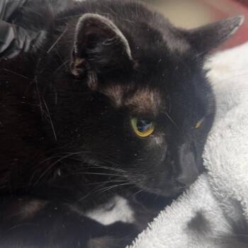 Moon -  Domestic Short Hair Cat for Adoption in Lakewood, Colorado - Moon | PetCurious