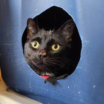 Ine -  Domestic Short Hair Cat for Adoption in Walker, Michigan - Ine | PetCurious