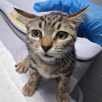 Camille -  Domestic Short Hair Cat for Adoption in Summerville, South Carolina - Camille | PetCurious