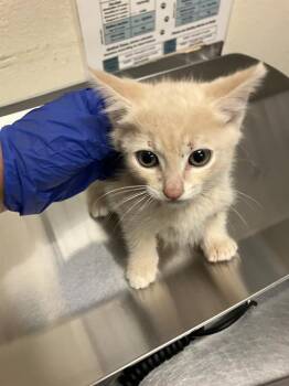 GUS GUS -  Domestic Short Hair Cat for Adoption in Long Beach, California - GUS GUS | PetCurious