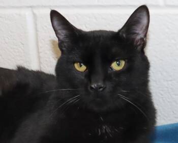 Caius -  Domestic Short Hair Cat Available for Adoption in Euclid, Ohio - Caius | PetCurious