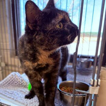 Rescue Domestic Short Hair Cats for Adoption in Tyner, North Carolina - Kiwi | PetCurious