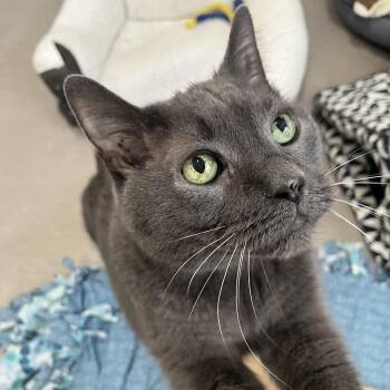 Kitzo -  Domestic Short Hair Cat Available for Adoption in Chicago, Illinois - Kitzo | PetCurious