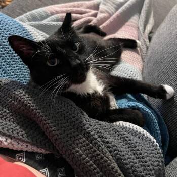 Pierre -  Domestic Short Hair Cat for Adoption in Reisterstown, Maryland - Pierre | PetCurious
