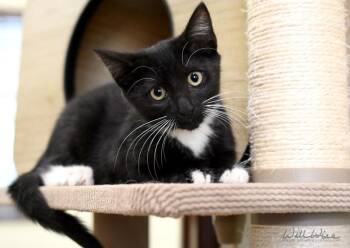 Twilight -  Domestic Short Hair Cat for Adoption in Monroe, Georgia - Twilight | PetCurious