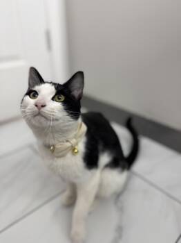 Domestic Short Hair Cats Available for Adoption - Cannoli | PetCurious