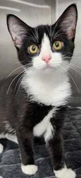 Rescue Tuxedo Cats for Adoption in Lancaster, Virginia - Cassie | PetCurious