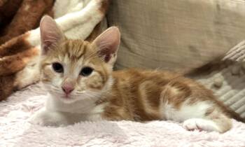 streetcar -  Tabby and Domestic Short Hair Cat for Adoption in San Jose, California - Streetcar | PetCurious