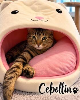 Cebollin -  Tabby and Domestic Medium Hair Cat for Adoption in Fort Worth, Texas - Cebollin | PetCurious