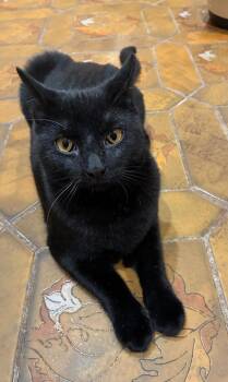 Rescue Domestic Short Hair Cats for Adoption in Spotswood, New Jersey - LOVEY | PetCurious