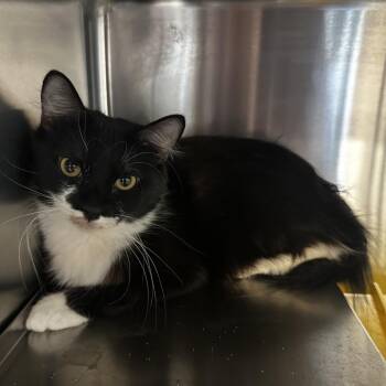 Duckie -  Domestic Long Hair Cat for Adoption in Manhattan, Kansas - Duckie | PetCurious