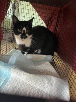 Sharon Feral 72 -  Domestic Short Hair Cat Available for Adoption in New Braunfels, Texas - Sharon Feral 72 | PetCurious