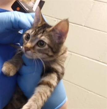 TACO -  Domestic Short Hair Cat for Adoption in Tulsa, Oklahoma - TACO | PetCurious