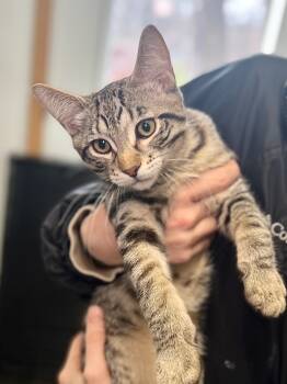 Rescue Domestic Short Hair Cats for Adoption in Menomonie, Wisconsin - Rocket | PetCurious