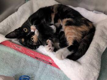 RUBY -  Domestic Short Hair Cat for Adoption in Dallas, Texas - RUBY | PetCurious