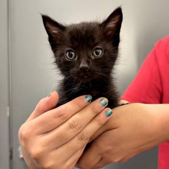 Domestic Short Hair Cats Available for Adoption in Long Beach, California - Winky | PetCurious