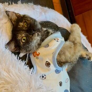 Rescue Domestic Short Hair Cats for Adoption in Los Angeles, California - Blossom | PetCurious