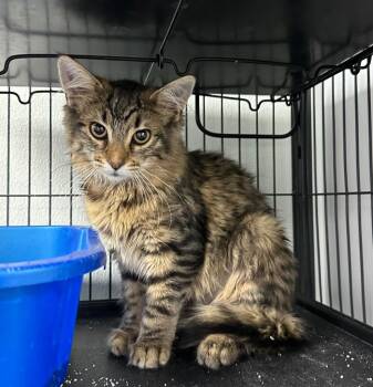 Gabby -  Domestic Medium Hair Cat for Adoption in Washington Court House, Ohio - Gabby | PetCurious