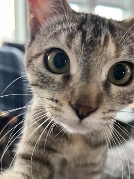 Rescue Tabby and Bengal Cats for Adoption in Houston, Texas - GingerLily | PetCurious