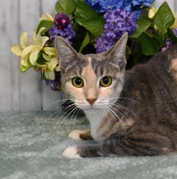 Vera -  Domestic Short Hair Cat for Adoption in Roanoke, Texas - Vera | PetCurious
