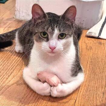 Rescue Domestic Short Hair Cats for Adoption in New York, New York - Vampire Squid | PetCurious