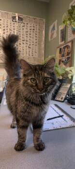SYLVIA -  Tortoiseshell and Tabby Cat Available for Adoption in Boonville, Missouri - SYLVIA | PetCurious