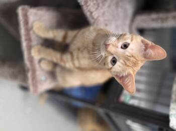 Rescue Domestic Short Hair Cats for Adoption in Brooks, Alberta - Myles | PetCurious