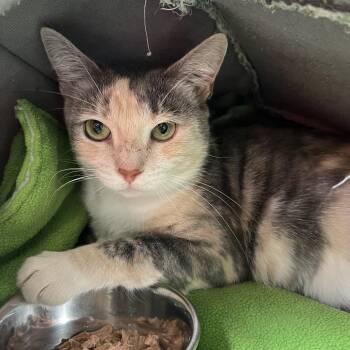 Rowena -  Domestic Short Hair Cat for Adoption in Sarasota, Florida - Rowena | PetCurious