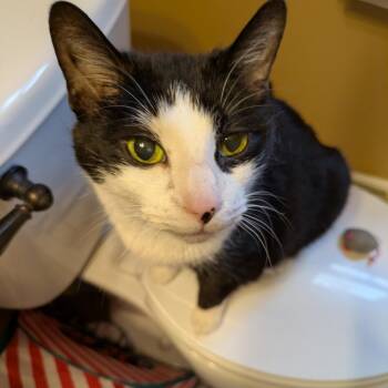 Domestic Short Hair Cats Available for Adoption in Cumming, Georgia - Bear 2 | PetCurious